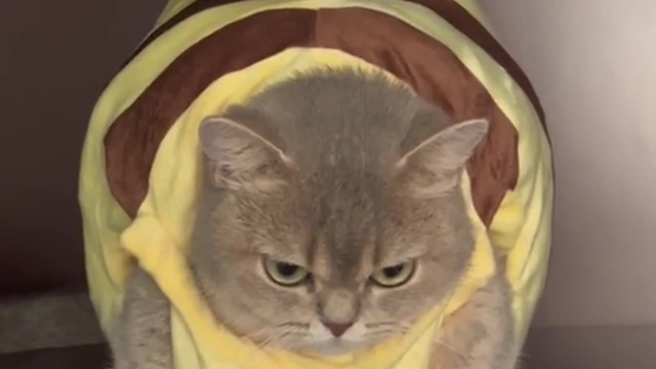 BEE CAT