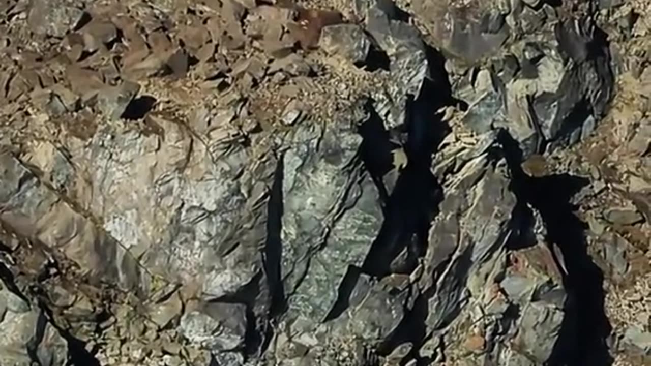 Animal fall from mountain ðŸ˜ðŸ˜