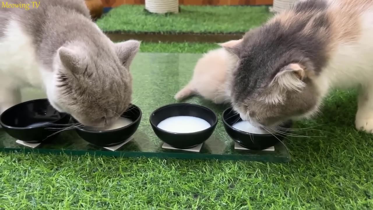 Kittens Drinking Milk || Adorable Moments" πΎπββ¬