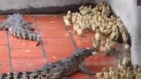 Crocodile's eats live baby ducks