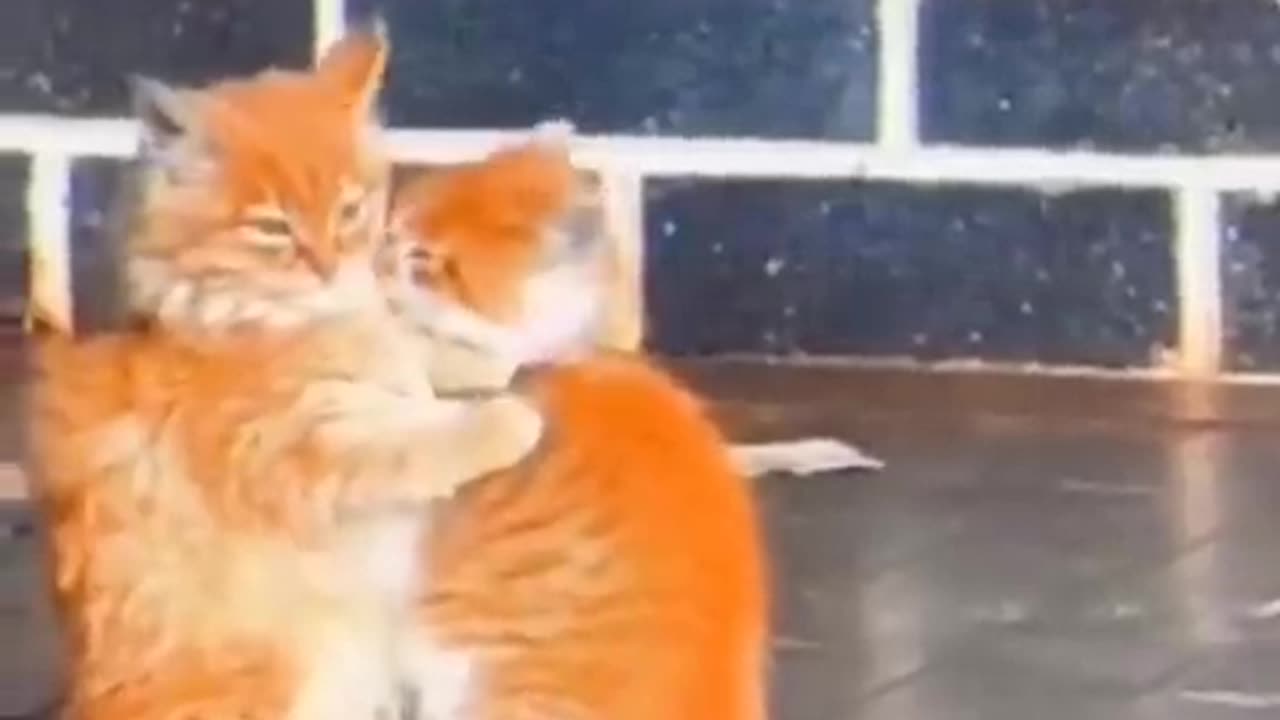 funniest video in 2023 Viral Animals