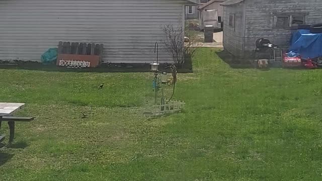 Set out a birdfeeder