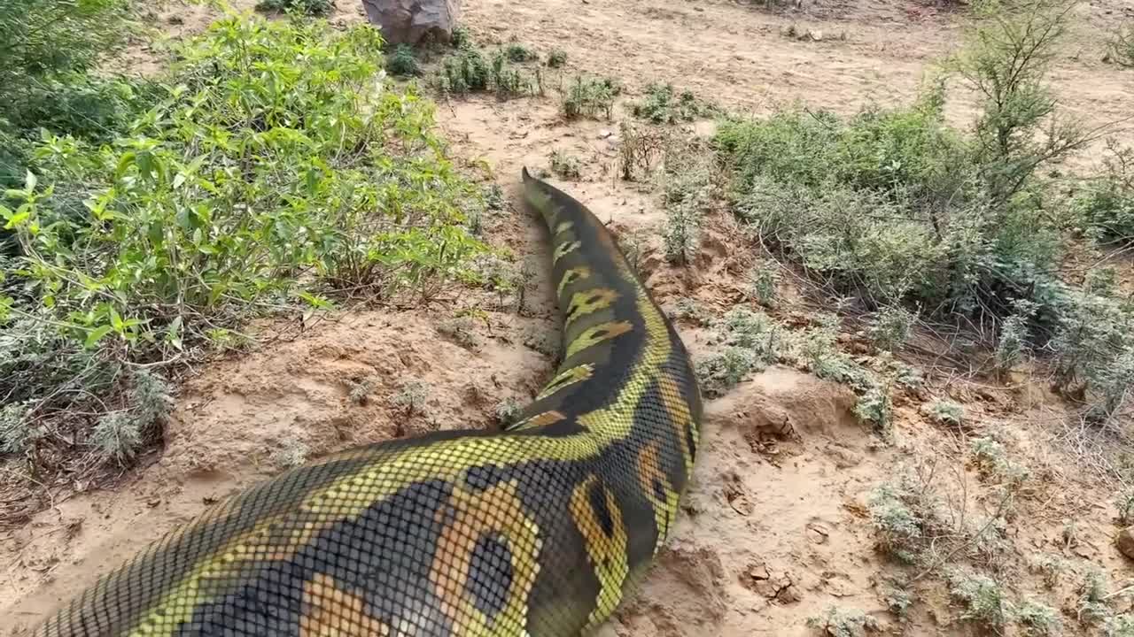 Anaconda Snake 3 In Real Life HD Video