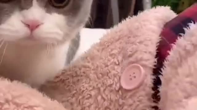 Funny cat videos