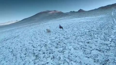 How Golden Eagle Attacks Fox From The Sky