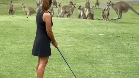 Curious kangaroos arrive as a group to watch this lady play golf