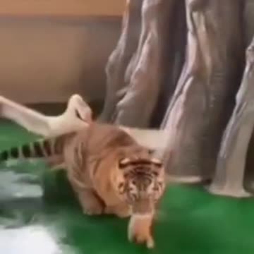 Never anger the geese