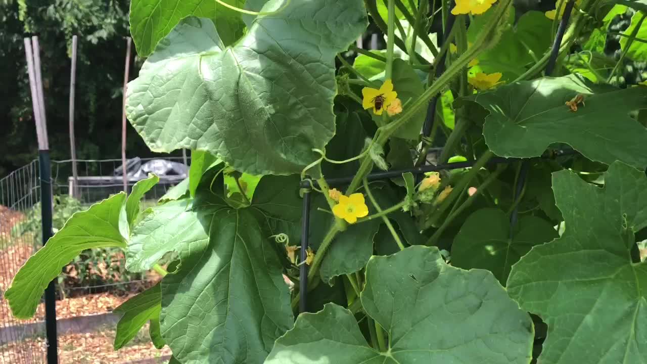 Quick garden update