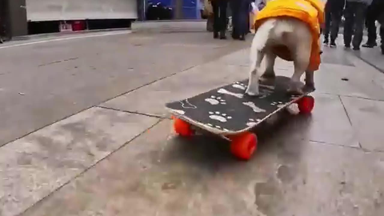 Skateboard Dog_🏂