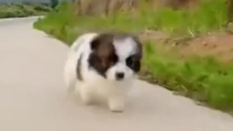 Cute dog 🐕🐕🐕