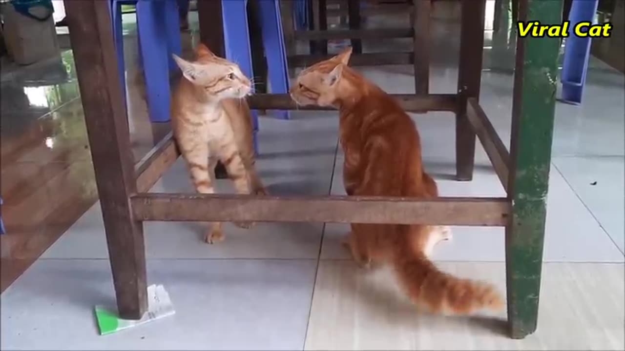 Cat fighting meowing ||these two are bloody brothers |viral cat