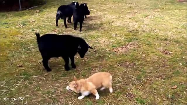 Corgi Are The Best - CUTEST Compilation