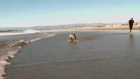 Surfing and Skating Dog of the day