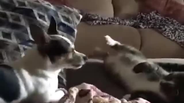 Hilarious Cats and Dogs clips (Part 3)