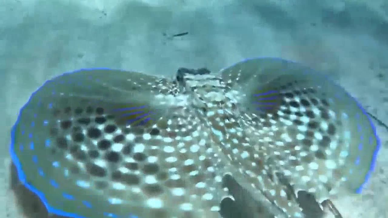 Beautiful sea creatures