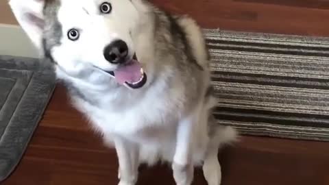 Cute and funny dog videos #6