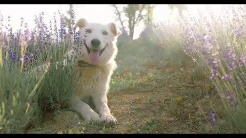 puppy Playing -1