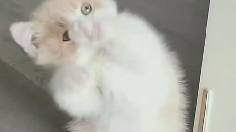 Baby Cat Dancing | Cute Cats