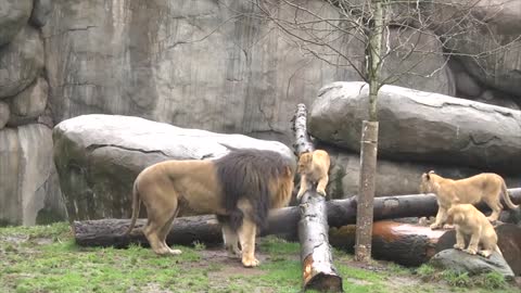 Lion cubs meet dad