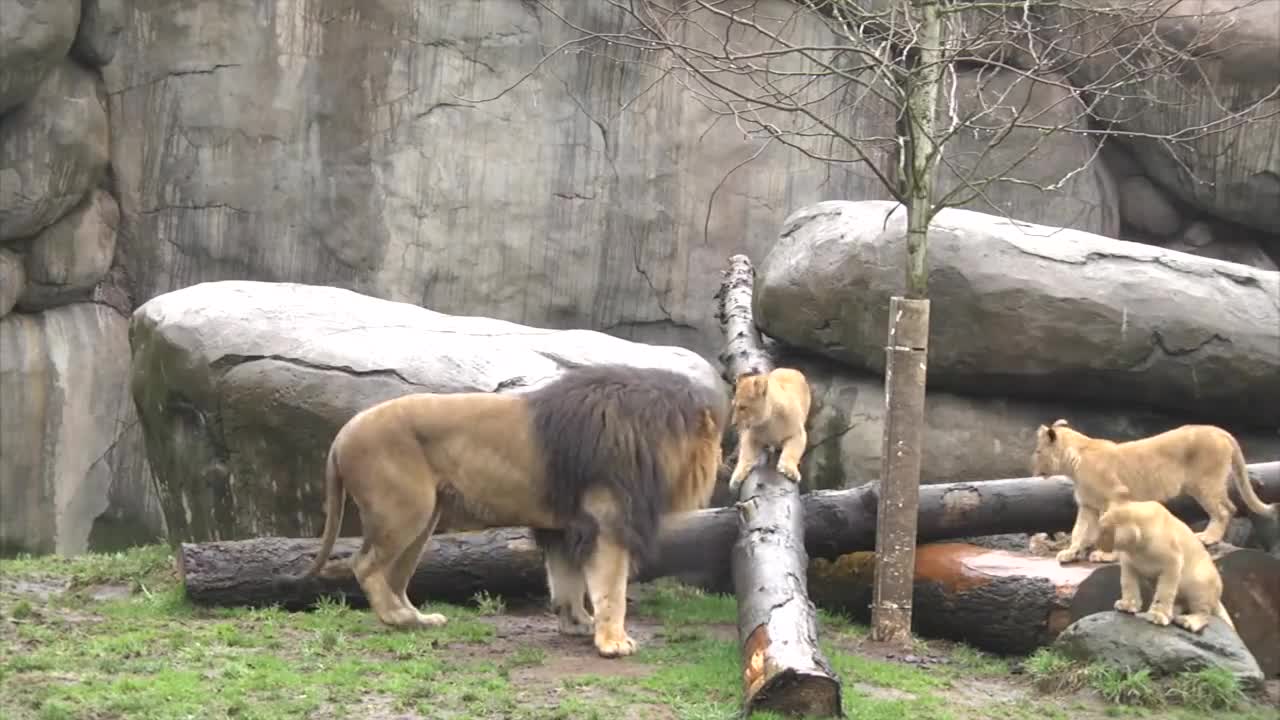 Lion cubs meet dad