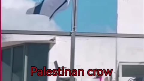 Palestinan crow