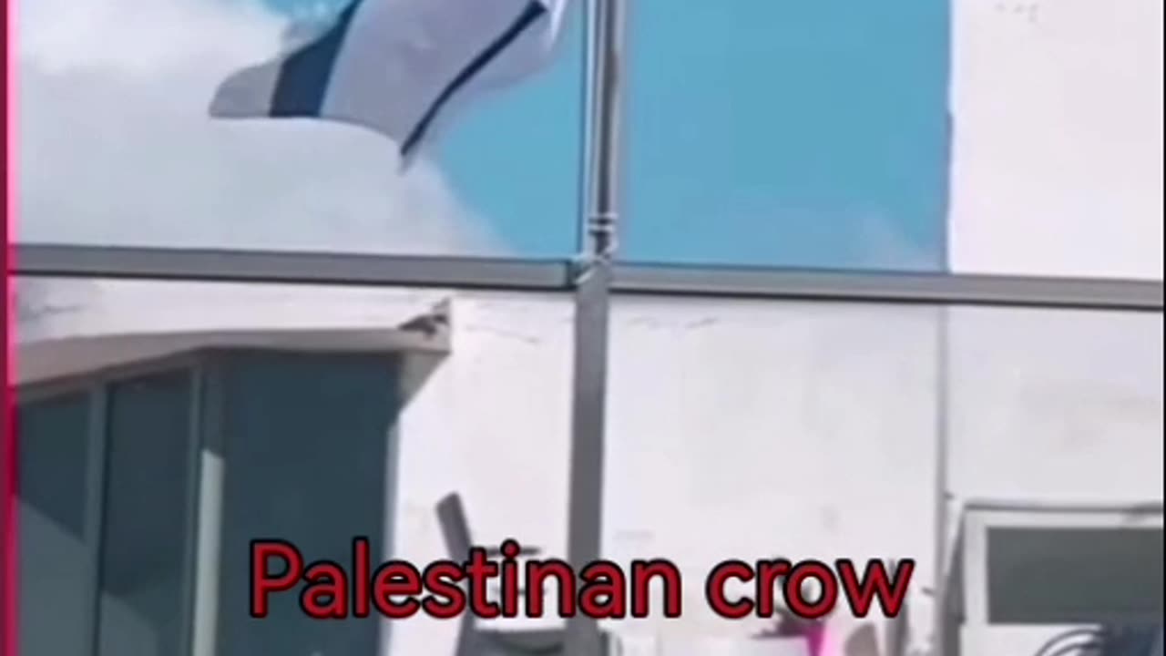 Palestinan crow