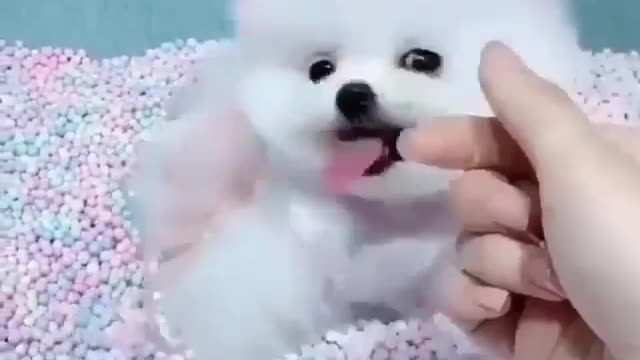 The BEST Cute and Funny Dog Videos