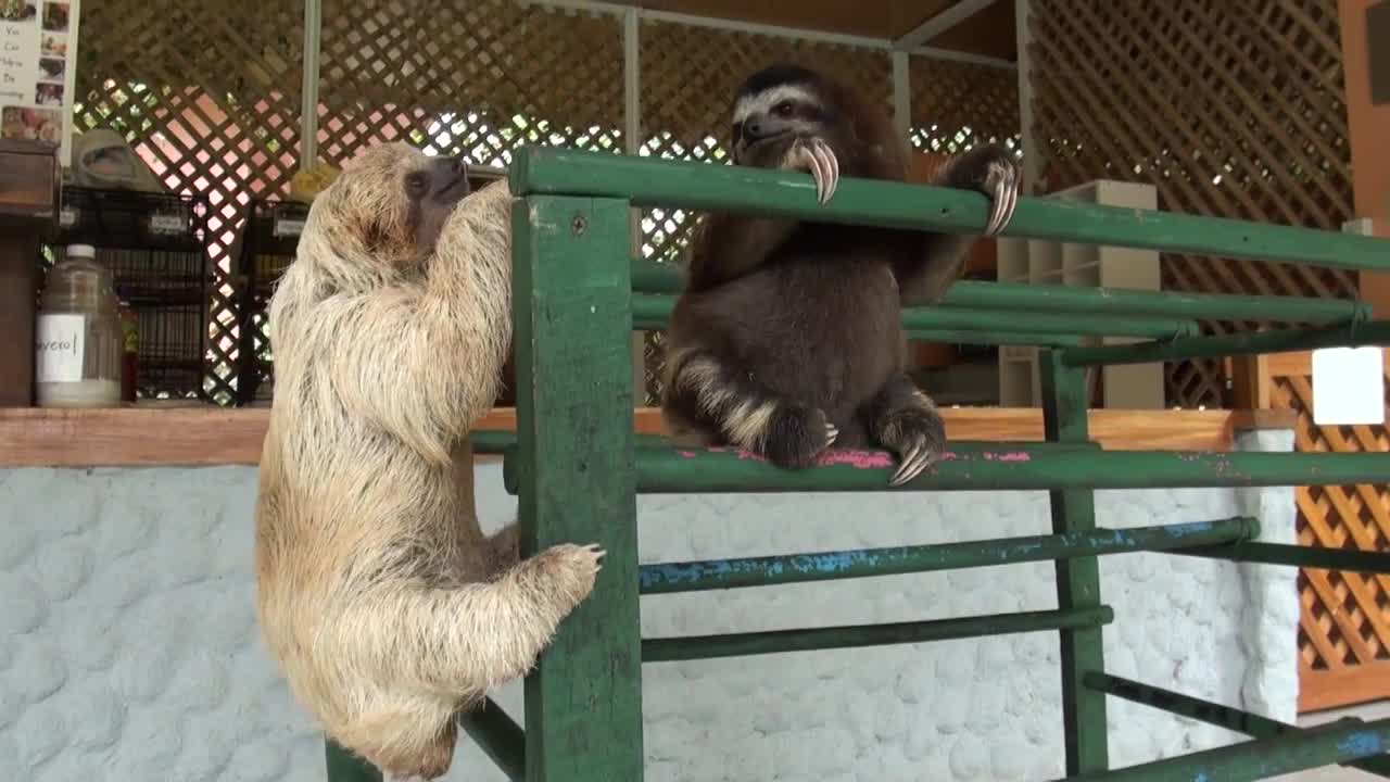 Baby Sloth learns to climb