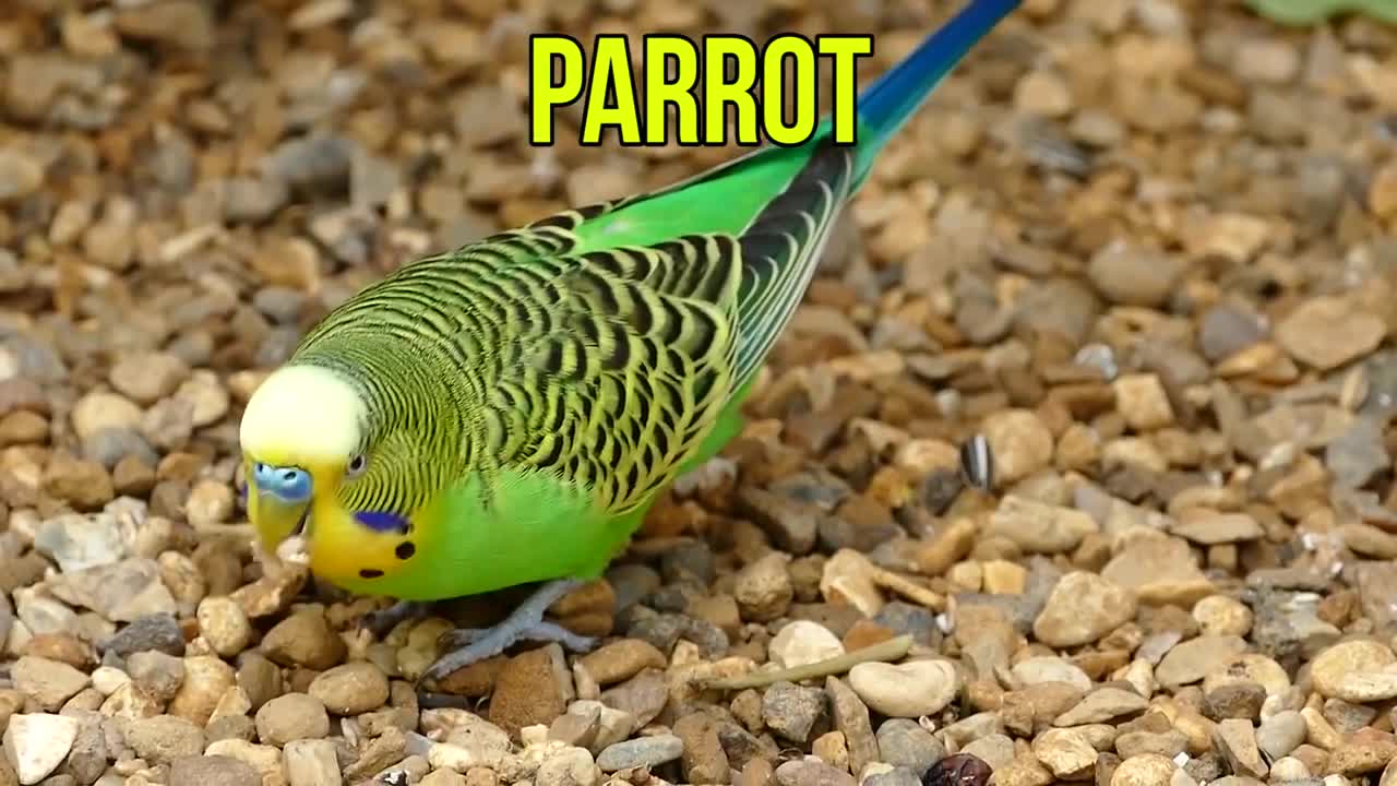 Learn Names of Pets for Kids - Pet Animal Names and Sounds for Children, Kindergarten and Preschool