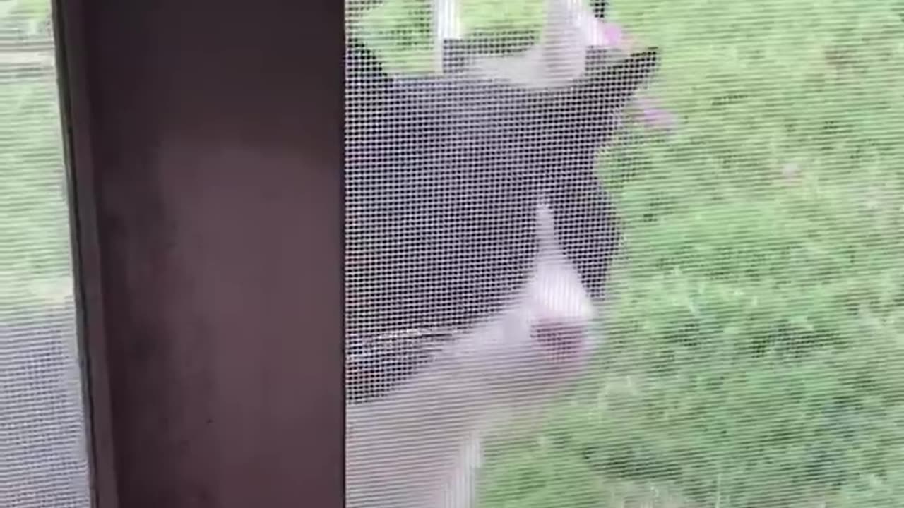 funny cats 2