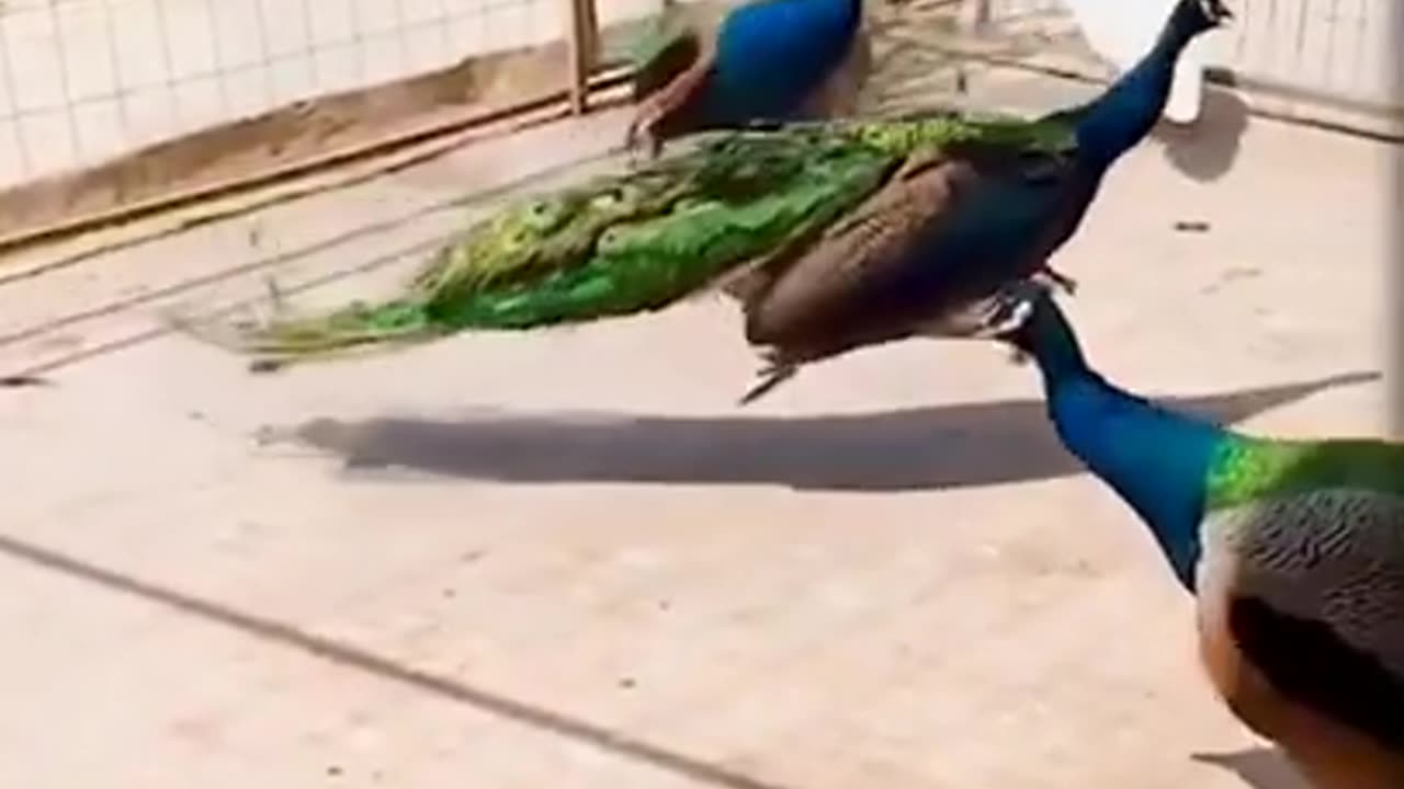 fighting peacock short video 🤣😅😂