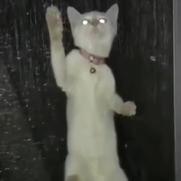 cat jump funny video