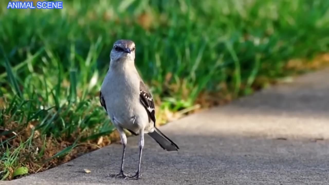 🐦🐦🐦