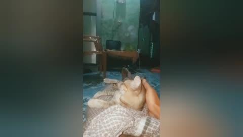 cute kitty videos 🤩🤩🤩