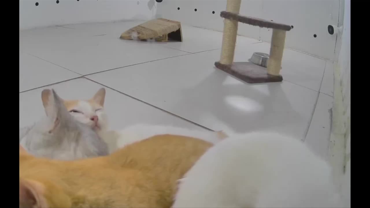 Adorable Duo_ Yellow and Gray Cats Chilling in a Quirky Room!