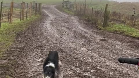 ## Amazing video@# 🐕 Dog video##