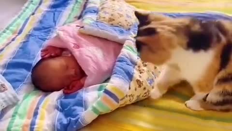 cute baby and cute cat first meeting