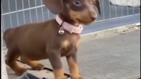 Barking wiener dog