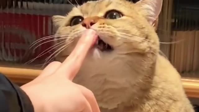 tikcat