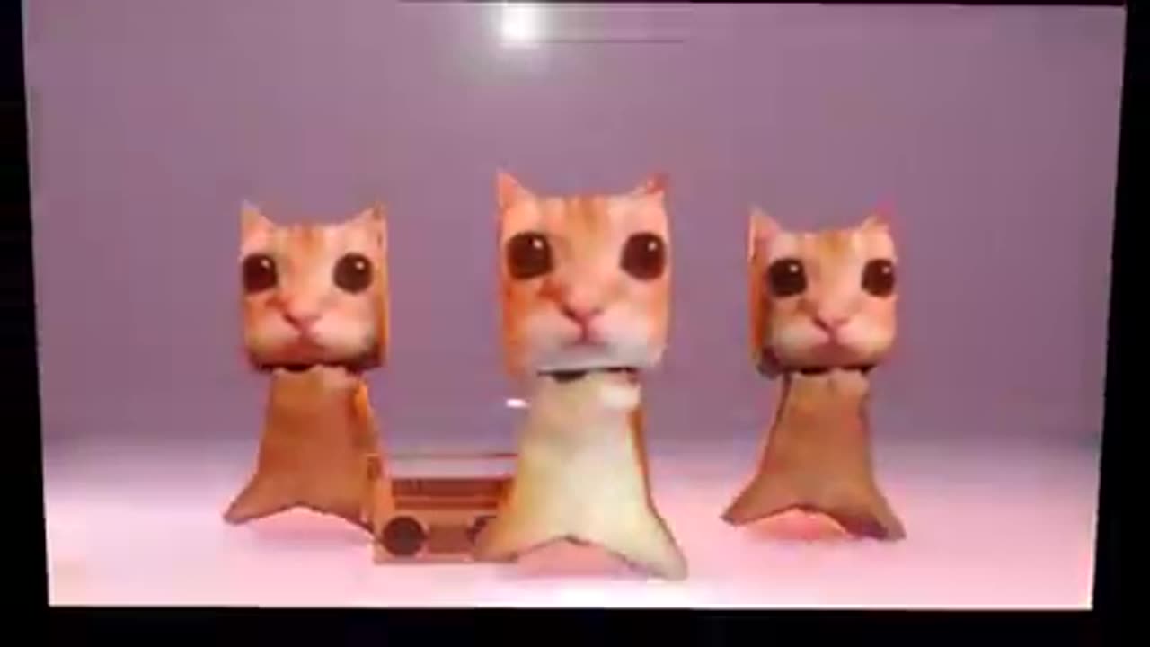 Cats comedy