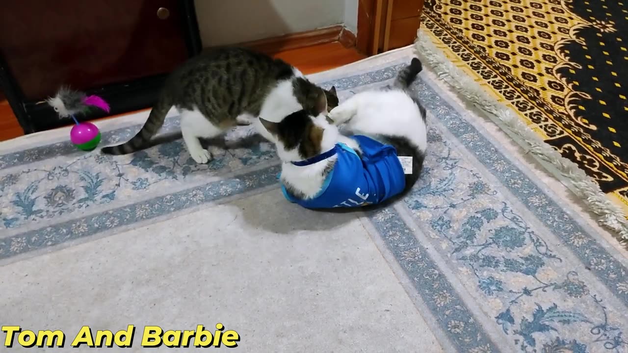 Funny cats