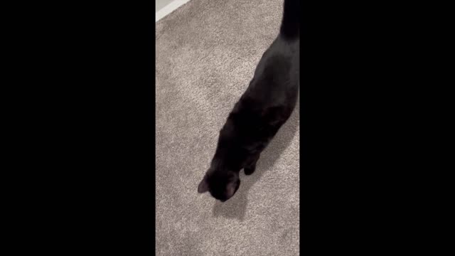 Adopting a Cat from a Shelter Vlog Precious Piper .likes to follow me.#shorts