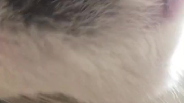 conteudo cat