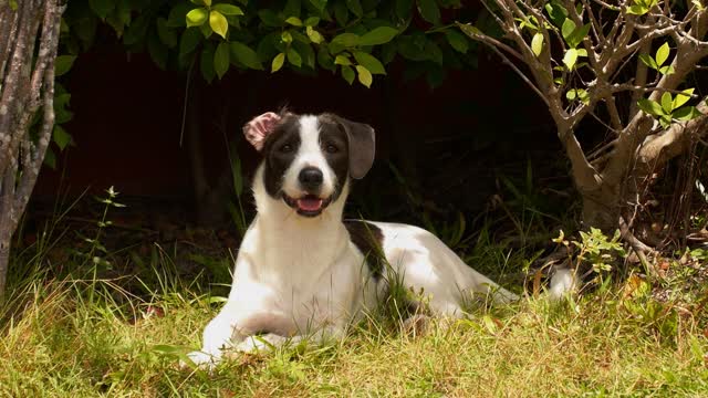 aggressive cutiestdog (funny,loving,prettydog, playing dog)