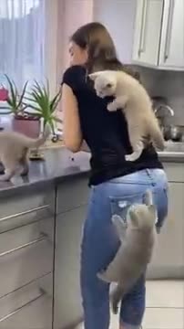 Kittens Climb Their Mom as They Couldn’t Wait for Food
