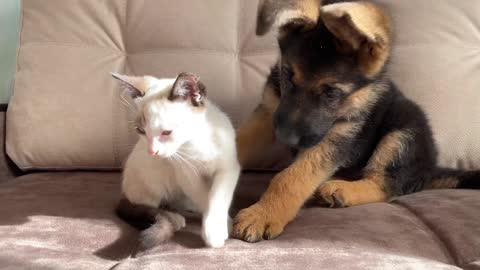 Funny German Shepherd Puppy and Cute Kitten Playing