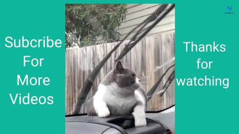 Top Funny Cat Videos _ Try not to Laugh