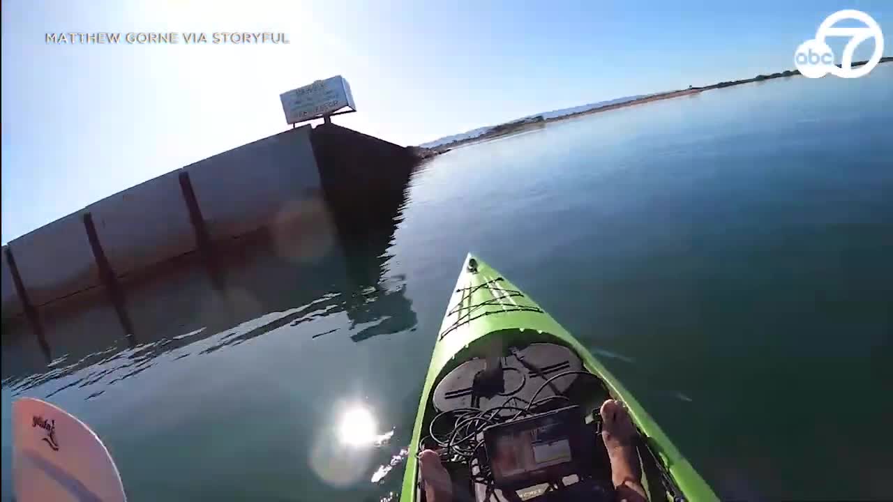 Great white shark lunges at kayaker in South Australia