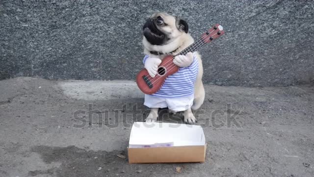 Begging dog