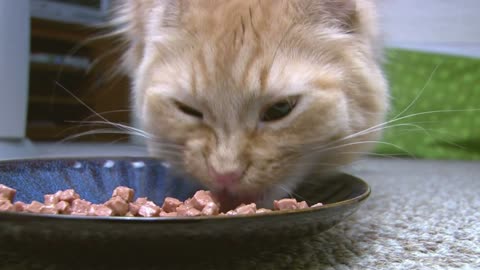 Cat Eating from Dish